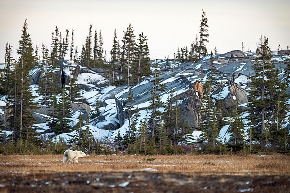 Polar_bear_CH_2024_7