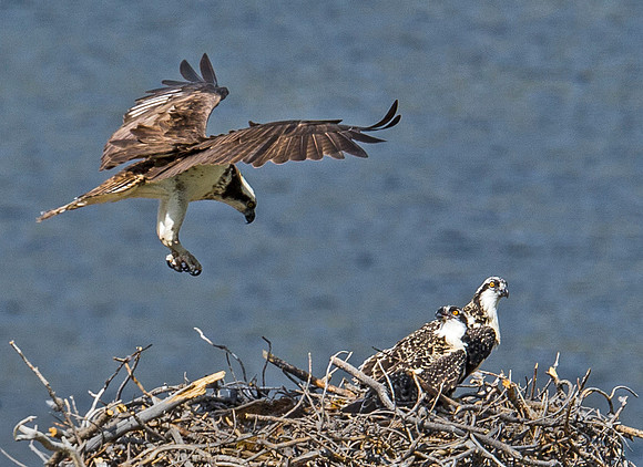 Osprey_43