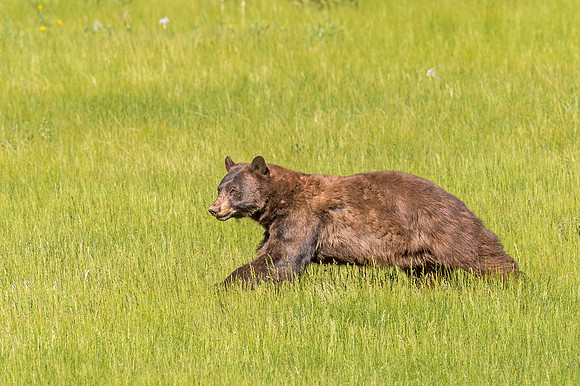 Black_bear_RMNP_2018_2