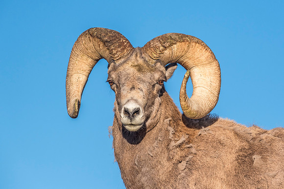 Bighorn_sheep_ram_RMNP_2018_1