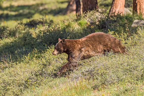 Black_bear_RMNP_2018_1