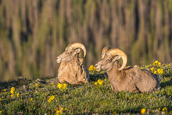 Bighorn_sheep_ram_RMNP_2018_2