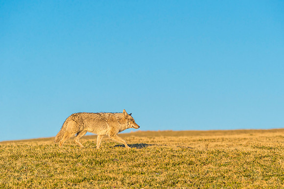 Coyote_RMNP_2018_6