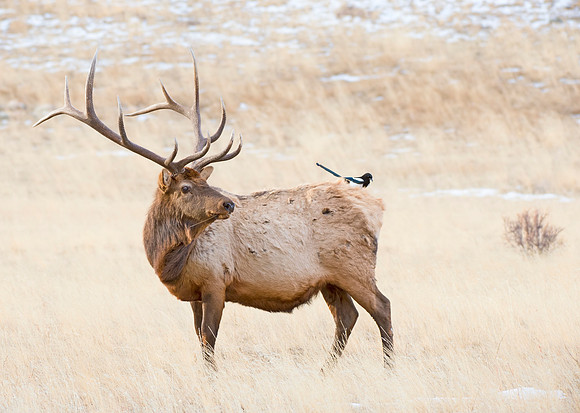 Elk_and_magpie_1