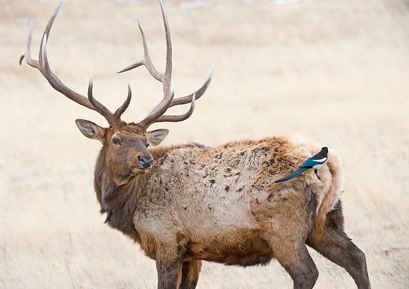 Elk_and_magpie_3