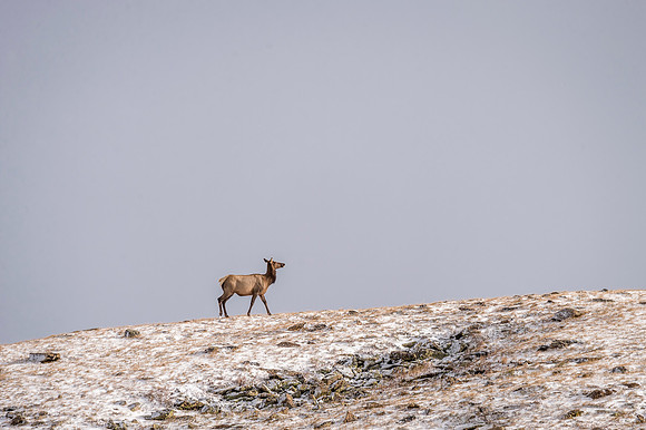 Elk_RMNP_2017_30