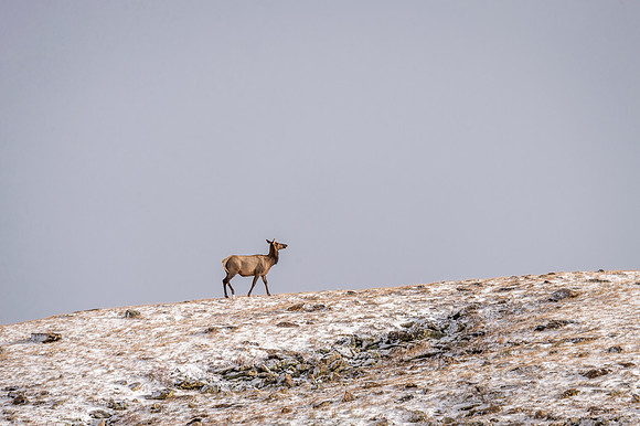 Elk_RMNP_2017_31