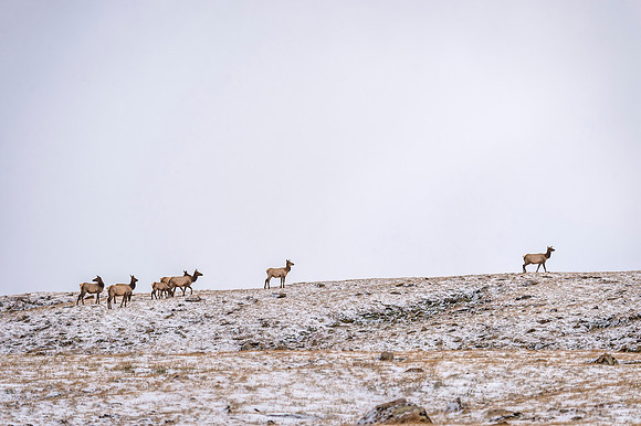Elk_RMNP_2017_32