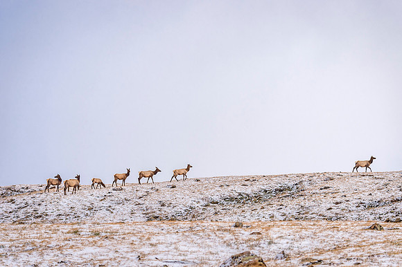 Elk_RMNP_2017_33