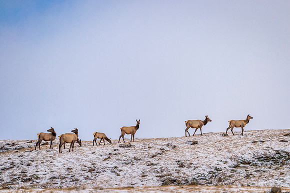 Elk_RMNP_2017_34