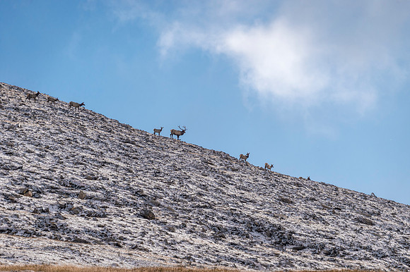Elk_RMNP_2017_35