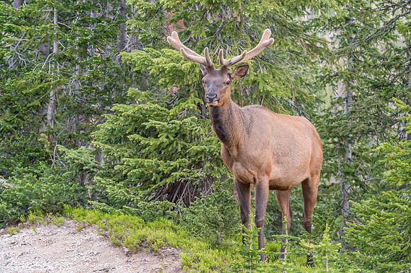 Elk_RMNP_2018_8