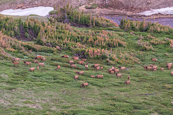 Elk_RMNP_2018_10