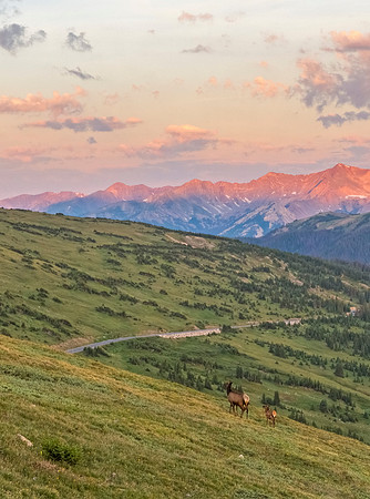 Elk_RMNP_2018_13
