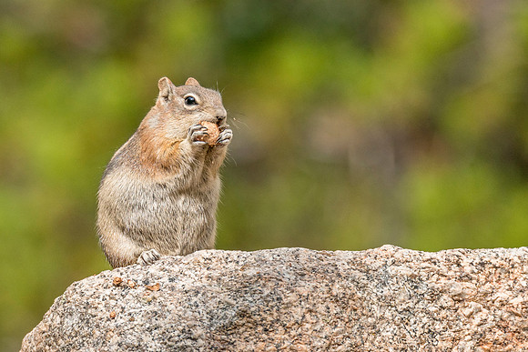 Golden-mantled_ground_squirrel_RMNP_2017_5