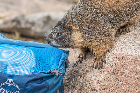 Marmot_RMNP_2017_5