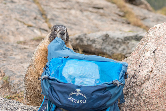Marmot_RMNP_2017_6