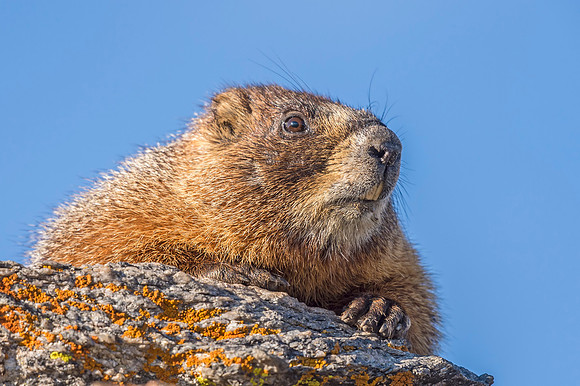 Marmot_RMNP_2018_1