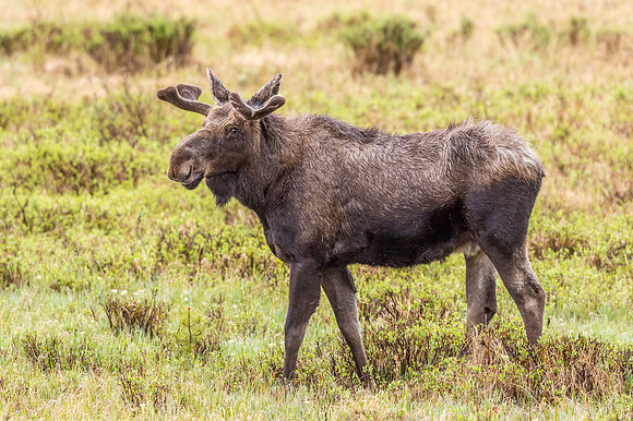 Moose_RMNP_2018_13