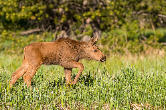 Moose_RMNP_2018_14