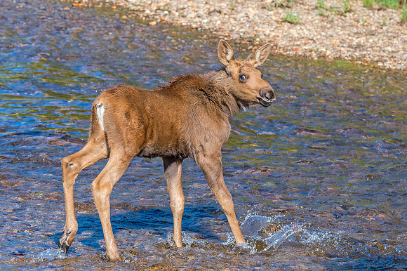 Moose_RMNP_2018_17
