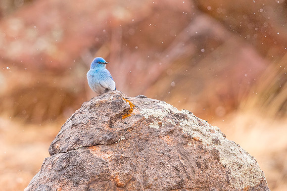 Mountain_bluebird_2018_1