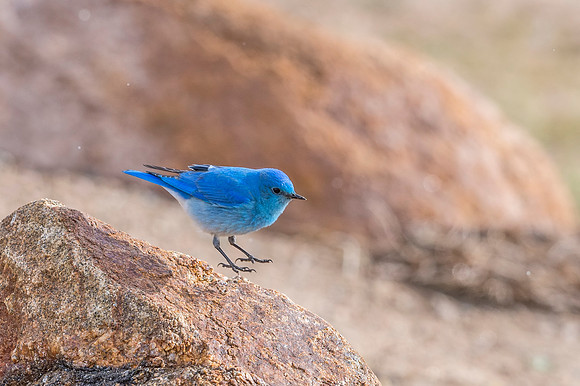 Mountain_Bluebird_2018_2