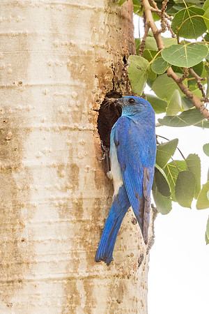 Mountain_bluebird_RMNP_2018_4