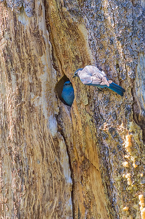 Mountain_bluebird_RMNP_2018_5