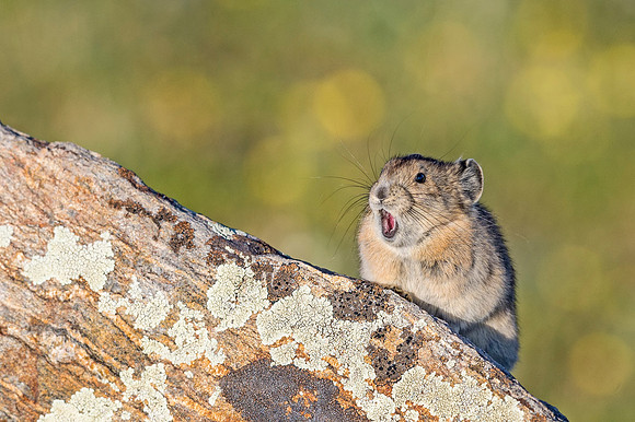 Pika_RMNP_2018_2