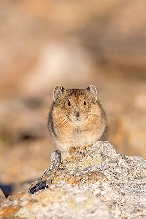 Pika_RMNP_2018_3