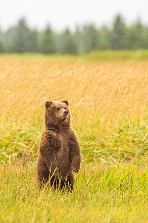 Brown_bear_LCNP_2017_20