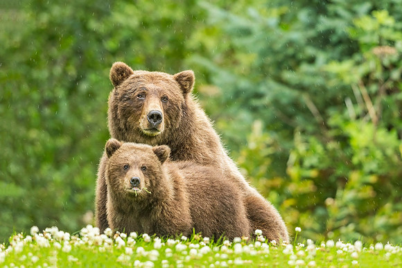 Brown_bear_LCNP_2017_25