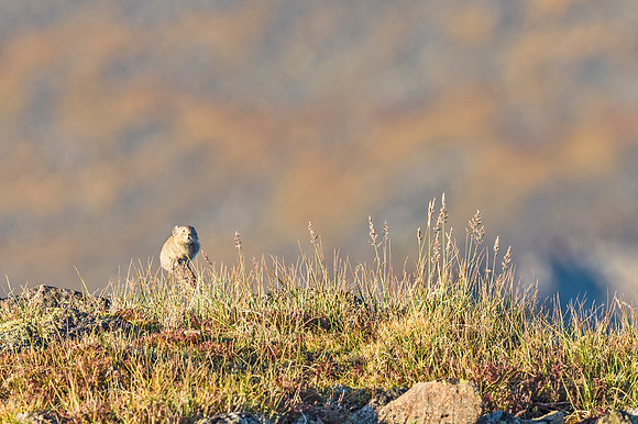 Pika_RMNP_2018_5