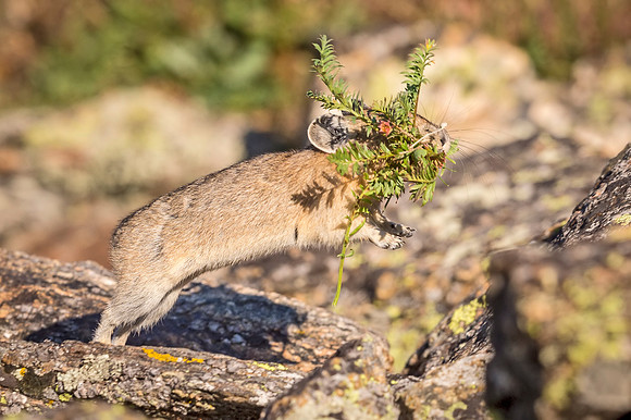 Pika_RMNP_2018_4