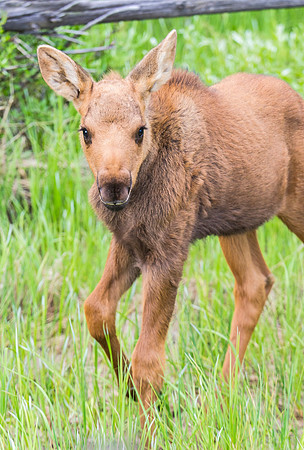 Moose_calf_63