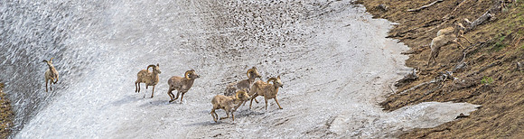 Bighorn_sheep_103