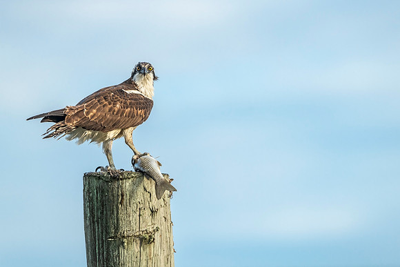 Osprey_EI_2022_1