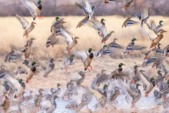 Mallard_BDANWR_2021_1