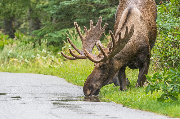 Moose_KincaidPark_2018_3