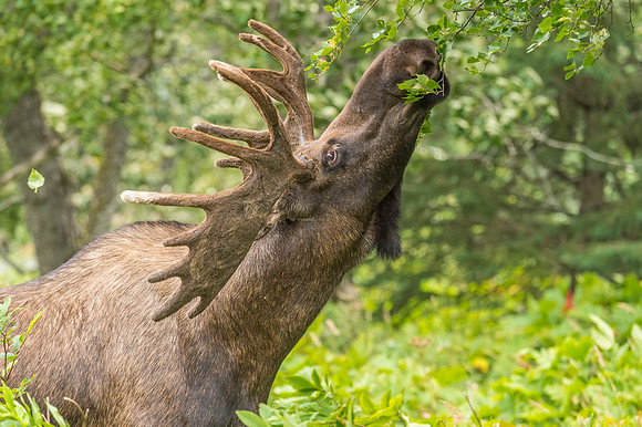 Moose_KincaidPark_2018_1