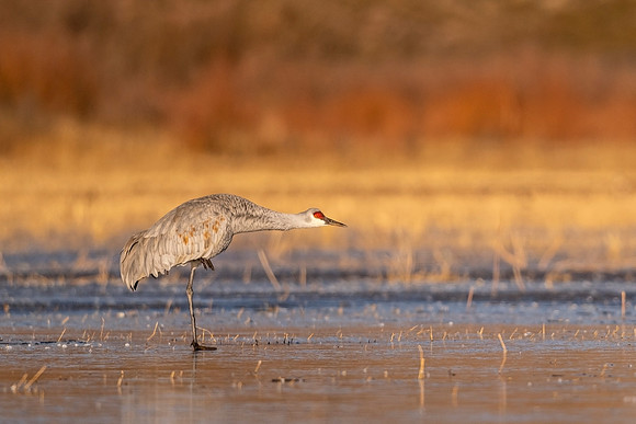 Sandhill_crane_BDANWR_2021_6