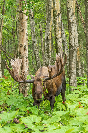 Moose_KincaidPark_2018_5