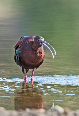 White-faced_ibis_2