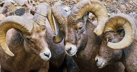 Bighorn_ram_79