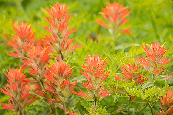 Flowers_YBB_2015_4
