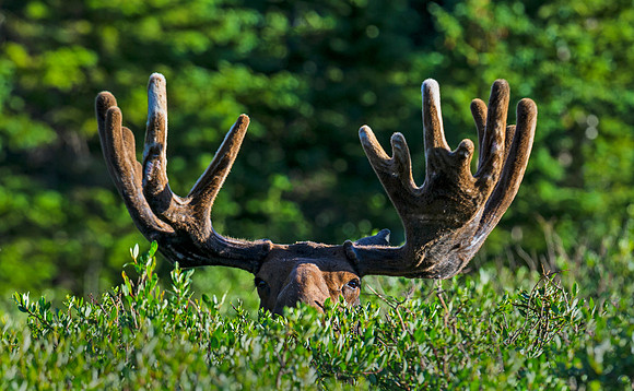 Moose_71
