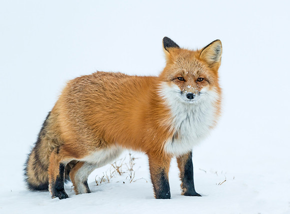 Red_fox_4
