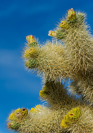 Hedgehog_cactus_1