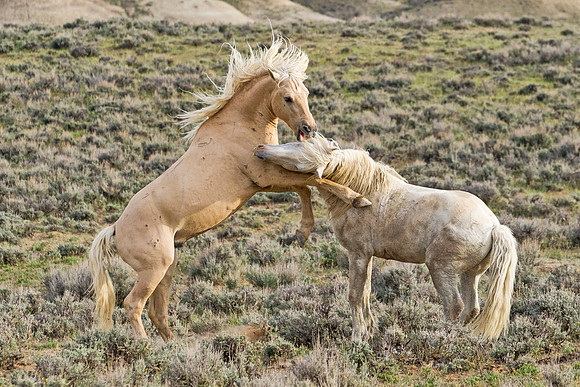 Wild_horses_21